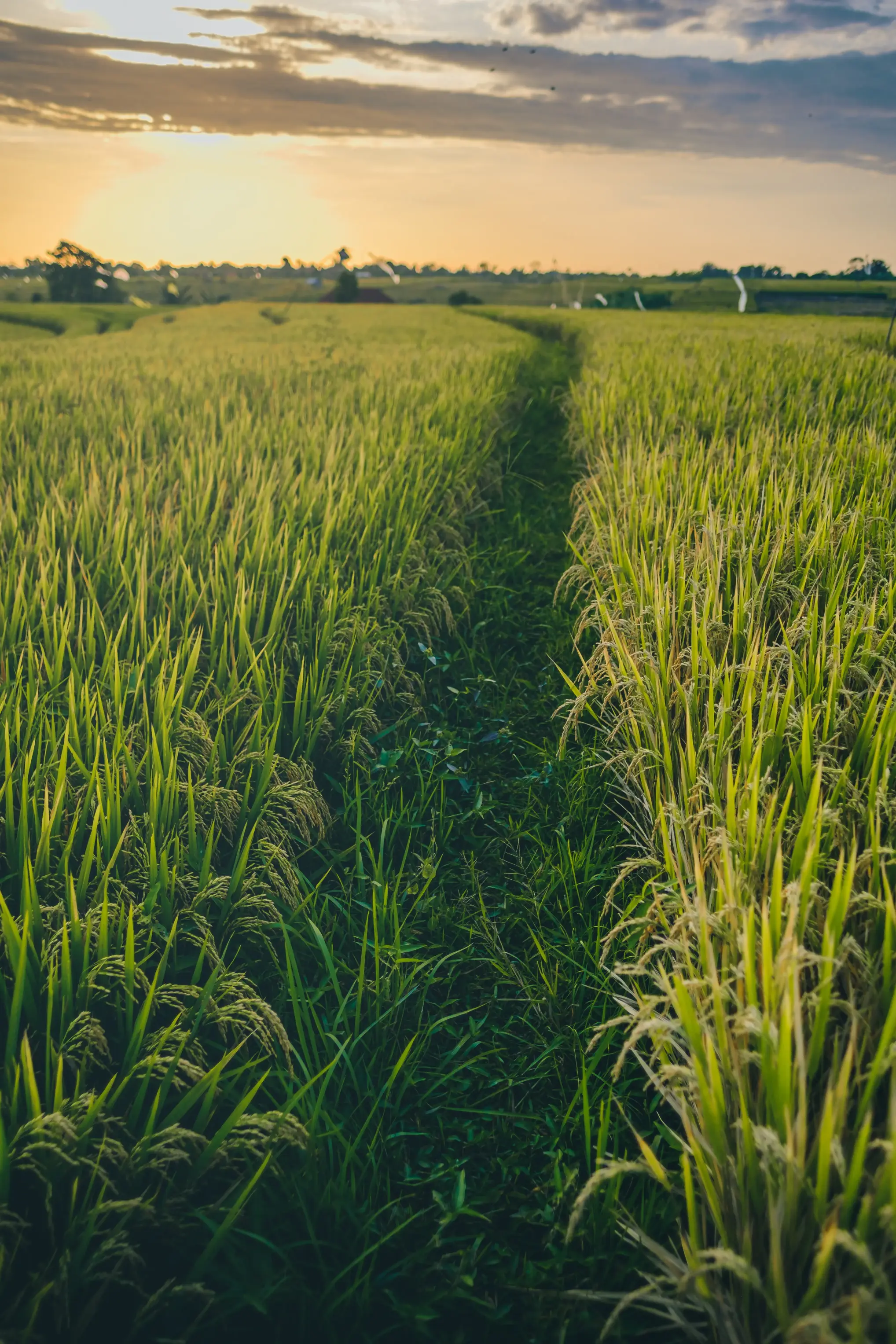 Sistemas de segurança, alarme e alerta que atendem a agricultura e agronegócio, auxiliando na regularização com a NR 31